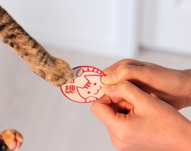 貓奴適用《貓咪名片》剛好是一個肉球可以遞出的大小♥