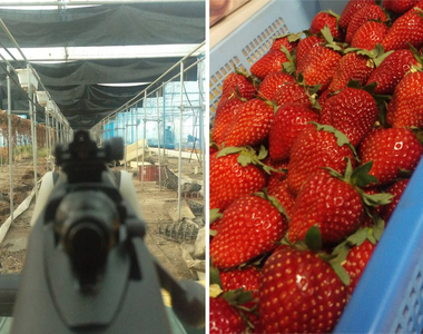 《草莓園變射擊場》愛好生存遊戲的農家也太可愛了吧（笑）