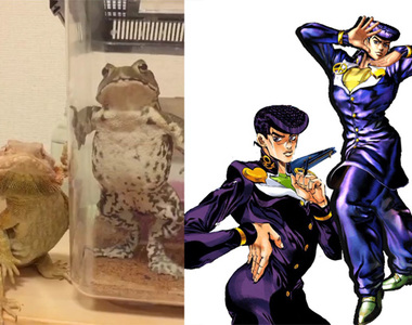 《JOJO姿的蜥蜴與青蛙》怎麼可以如此帥氣~