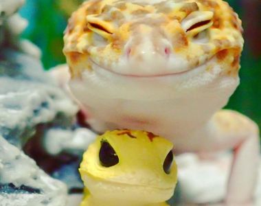 《微笑守宮》只要抱著自己的小玩具就會笑瞇瞇