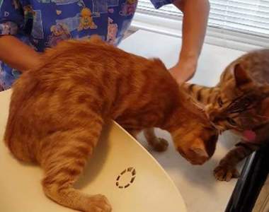 敲可愛《不把朋友獨留醫院的喵喵》絕對不會自己離開這裡的......