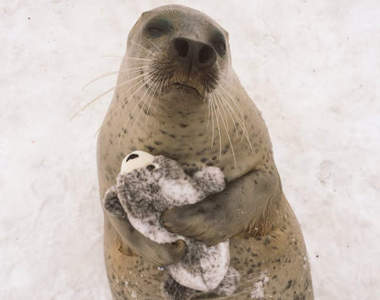 好療癒《海豹抱海豹娃娃》有如炫耀自己小孩般的滿足表情❤