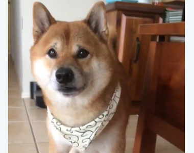 《讓人無法生氣的柴犬》用這個表情一直做傻事生氣不起來www
