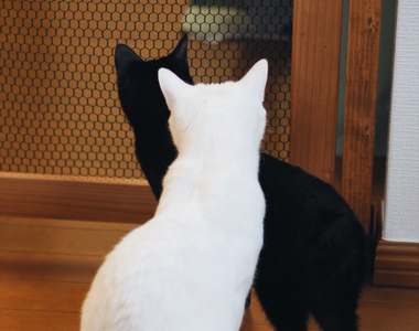 人類太天真《防止貓咪入侵的門》對貓老大來說沒有他巡邏不到的地方