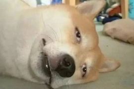 七夕就是要互相傷害《情侶必做的項目CHECK》單身狗退散吧