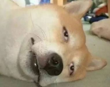 七夕就是要互相傷害《情侶必做的項目CHECK》單身狗退散吧