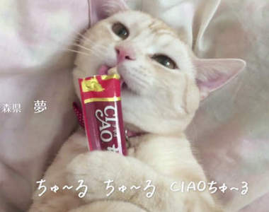 《讓貓咪瘋狂的零食條》一看到條狀包裝就露出渴望眼神ww