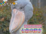 動物朋友效應《鯨頭鸛特集害石田三成躺著也中槍》誰教你們長得那麼像…… 動物朋友效應《鯨頭鸛特集害石田三成躺著也中槍》誰教你們長得那麼像……
