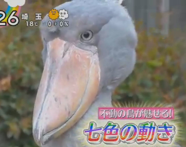 動物朋友效應《鯨頭鸛特集害石田三成躺著也中槍》誰教你們長得那麼像……