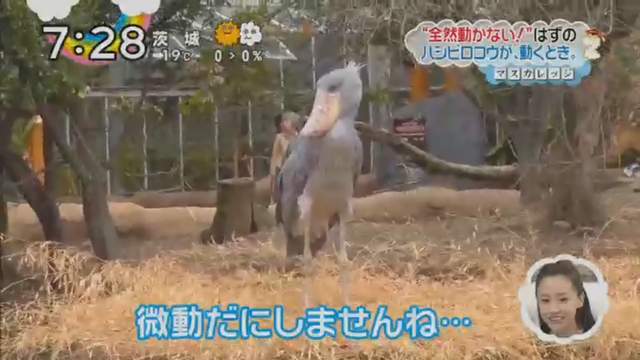 動物朋友效應 鯨頭鸛特集害石田三成躺著也中槍 誰教你們長得那麼像