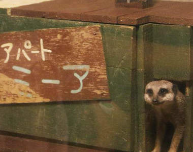 《隱藏在狐獴介紹文背後的秘密》動物角度才能看到的內容究竟是?