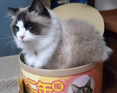 毛茸茸《貓罐頭》打開會有真正的喵星人現身❤