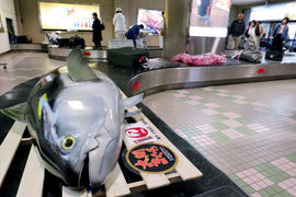 青森機場珍奇畫面《行李轉盤上有鮪魚》是誰託運的生鮮魚啊？