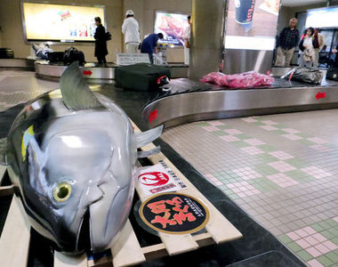 青森機場珍奇畫面《行李轉盤上有鮪魚》是誰託運的生鮮魚啊？