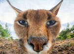 《動物的近距離特寫大頭照》這就叫攝影機嗎?能吃嗎? 《動物的近距離特寫大頭照》這就叫攝影機嗎?能吃嗎?