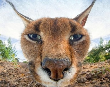 《動物的近距離特寫大頭照》這就叫攝影機嗎?能吃嗎?