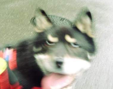 醜到主人都認不得《狗狗的崩壞寫真大賽》這種照片我超多的啊(滑手機)