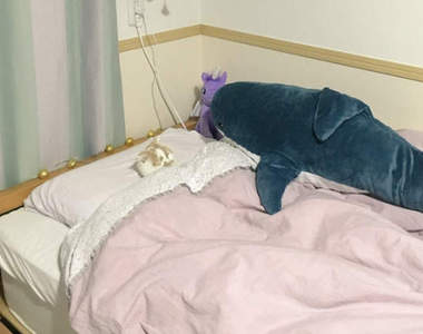 《躺枕頭睡覺的貓咪》也未免太像人類了吧(´・ω・`)