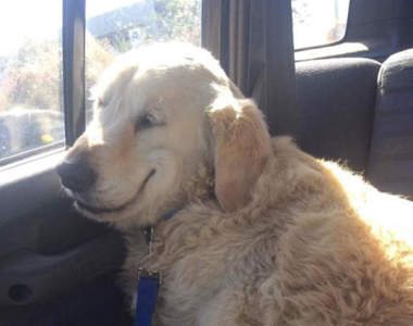 《麻醉剛退的寵物們》毛小孩們ㄎㄧㄤ到不能自己的難得時刻（苦笑）