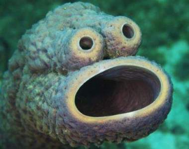 《真實存在的奇種生物》原來寄生獸畫的都是真的(゜o゜)