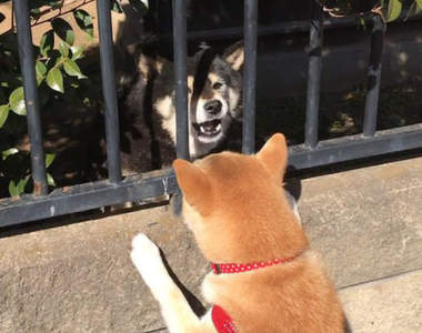 《阿柴散步中的悲劇》狗狗開心看到同伴打招呼的下一個瞬間...（苦笑）