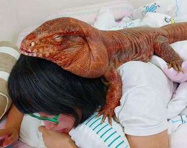 最紅爬蟲類《跟狗狗一樣大隻的蜥蜴》冷血動物也可以是最溫暖的好朋友