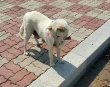 暖心《纏上陌生人的大白狗》淚眼汪汪看著你只希望你可以幫牠......