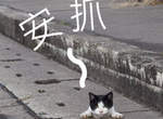《水溝貓》平常大夥就喜歡窩在這裡玩耍~喵(=・ェ・=? 《水溝貓》平常大夥就喜歡窩在這裡玩耍~喵(=・ェ・=?
