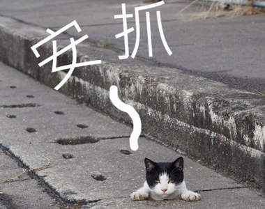 《水溝貓》平常大夥就喜歡窩在這裡玩耍~喵(=・ェ・=?