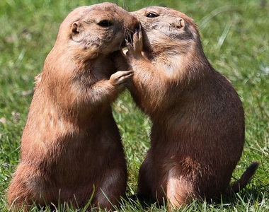 《最大嘴巴的12星座排名》我跟你說你不要跟別人說喔～