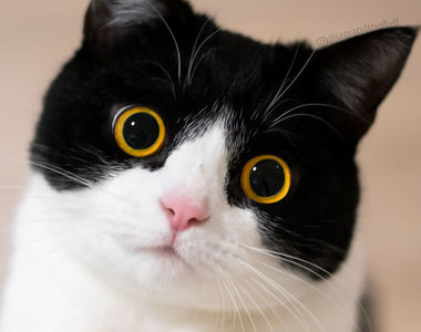 《表情豐富的貓Izzy》根本就是一個表情包