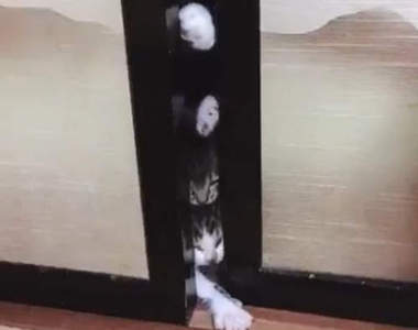 《貓版惡靈古堡》活屍電影常見的情節竟然在家裡真實上演ww