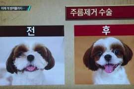 韓國流行《寵物》整型 原本可愛的樣子也不錯阿