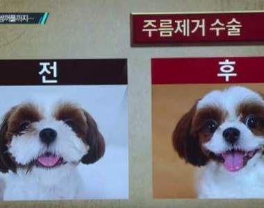 韓國流行《寵物》整型 原本可愛的樣子也不錯阿