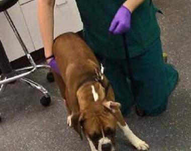 【閱覽注意】《千萬不能讓狗吃巧克力》獸醫以真實案例告訴你後果不堪設想