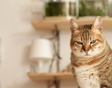 《貓咪性格研究》跟貓最能建立良好關係的是成人女性？