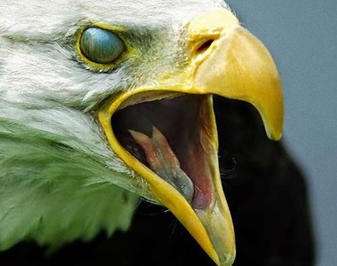 《動物們的第三眼瞼》捕捉到瞬膜的瞬間絕對不是翻白眼