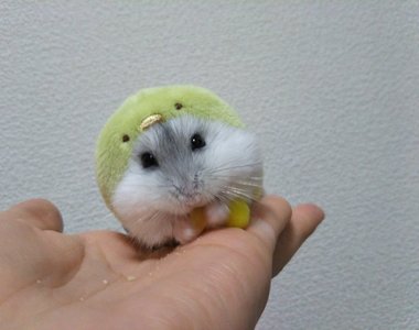 超可愛的《角落生物倉鼠裝》這穿起來也太剛好了吧ww