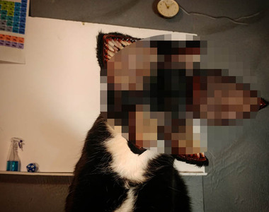 《貓的萬聖節》網友表示：你最近最好是睜眼睡覺喔...