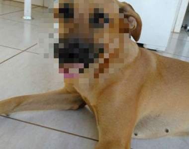 超爆笑《狗狗拾獲物》寶貝阿你咬這個回來做啥（笑）