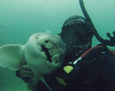 《討抱抱的鯊魚》看起來還會幸福笑開懷呢♥