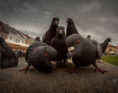 《帥氣動物照》你們是在拍專輯封面喔？ww