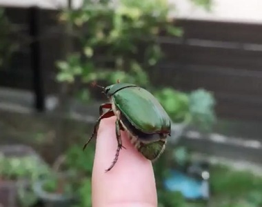 《不擅長飛行的金龜子》亮出翅膀起飛的瞬間超療癒