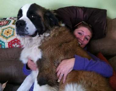 《大狗的撒嬌畫面》有一種甜蜜叫你好重阿～