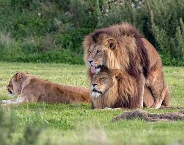 獅子也流行BL？《兩隻雄獅當眾激情「啪啪啪」》旁邊母獅一臉尷尬