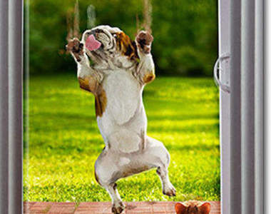 《對玻璃門有陰影的毛小孩》這裡有玻璃門~幫我開門~(揮空)