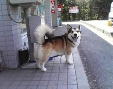 怎麼看怎麼萌《不同品種生出來的狗狗》千萬別讓月月跟柯基碰到面