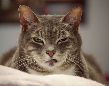 殺氣騰騰《最憤怒貓咪》人家只是天生臉比較臭而已