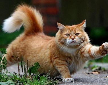 《貓咪的五種性格類型》你家貓咪是什麼個性呢？