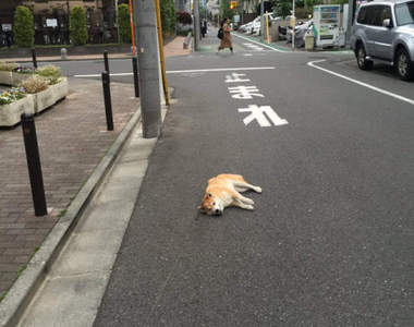 實驗《到處躺的柴犬YU》如果主人走遠牠還會繼續躺著不走嗎?